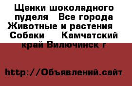 Щенки шоколадного пуделя - Все города Животные и растения » Собаки   . Камчатский край,Вилючинск г.